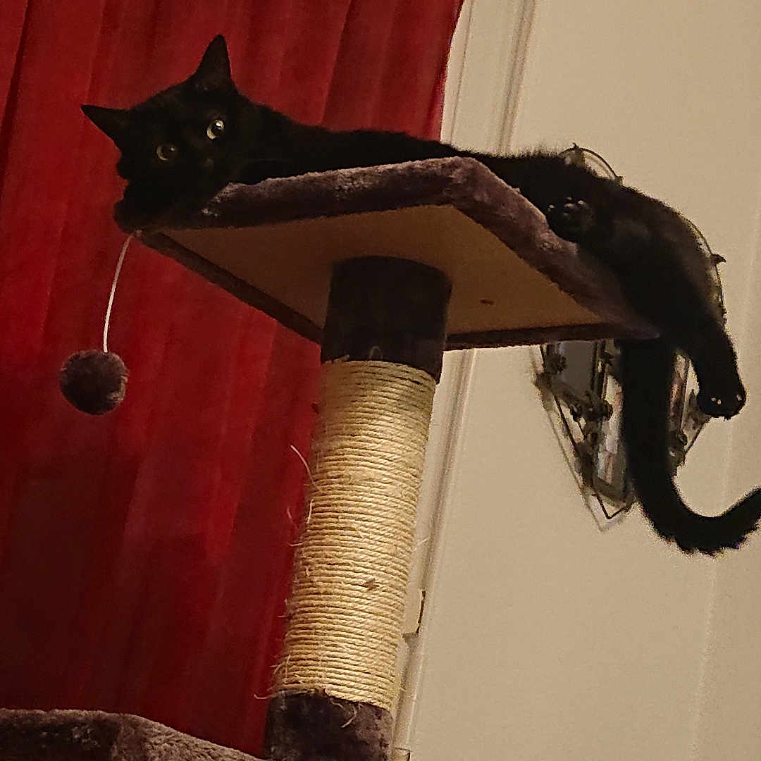 Yue a rejoint le concours — aidez-le/la à gagner de superbes lots ! black_cat, cat_tree, indoor, red_curtain, furniture, pet, animal, relaxing, looking, wide_eyes, toy_ball, scratching_post, cozy, home, domestic_cat, feline, resting, playful, tail, platform