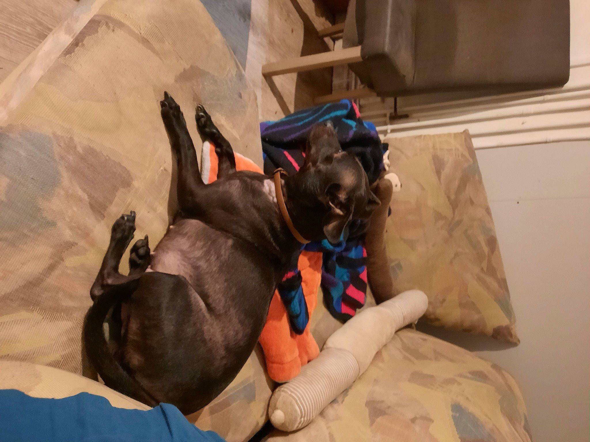 Fiona a rejoint le concours — aidez-le/la à gagner de superbes lots ! bed, box, canidae, carnivore, comfort, companion_dog, dog, dog_breed, fawn, flooring, fun, fur, guard_dog, linens, nap, shipping_box, sporting_group, tail, toy_dog, working_animal