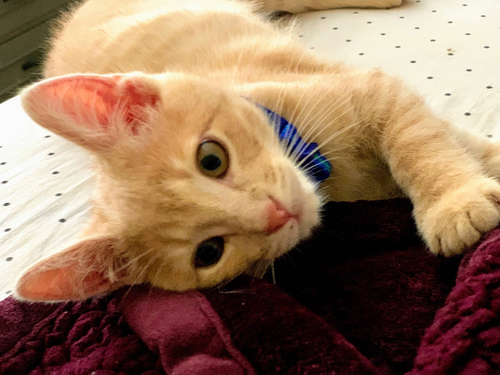 Fuego joined the competition — help win amazing prizes! carnivore, cat, claw, comfort, domestic_short_haired_cat, ear, fawn, felidae, foot, fur, nap, paw, small_to_medium_sized_cats, snout, tail, whiskers