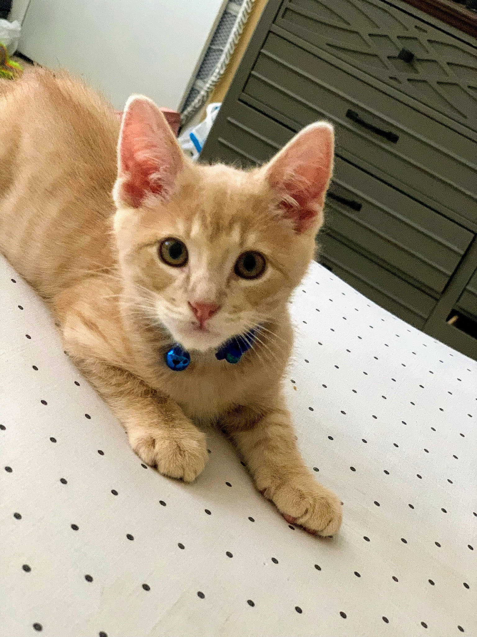 Fuego is registered to the contest to win money with this photo: carnivore, cat, cat_supply, claw, domestic_short_haired_cat, fawn, felidae, foot, fur, paw, pet_supply, small_to_medium_sized_cats, tail, terrestrial_animal, whiskers, wood