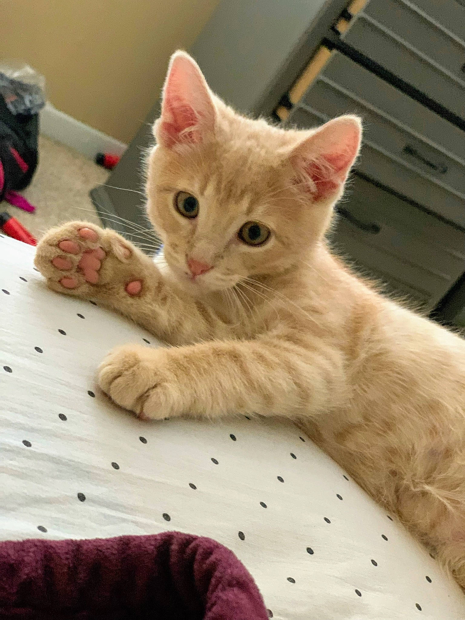 Fuego is registered to the contest to win money with this photo: bed, carnivore, cat, claw, comfort, domestic_short_haired_cat, fawn, felidae, flooring, foot, fur, gesture, linens, paw, sitting, small_to_medium_sized_cats, snout, tail, whiskers, wood