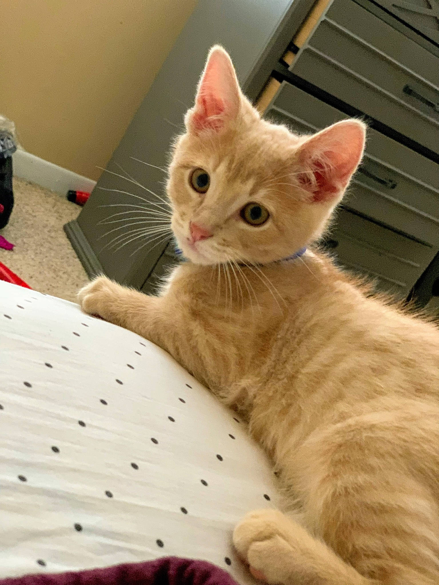 Fuego joined the competition — help win amazing prizes! box, carnivore, cat, claw, comfort, couch, domestic_short_haired_cat, fawn, felidae, foot, fur, linens, pattern, paw, sitting, small_to_medium_sized_cats, snout, tail, whiskers, wood