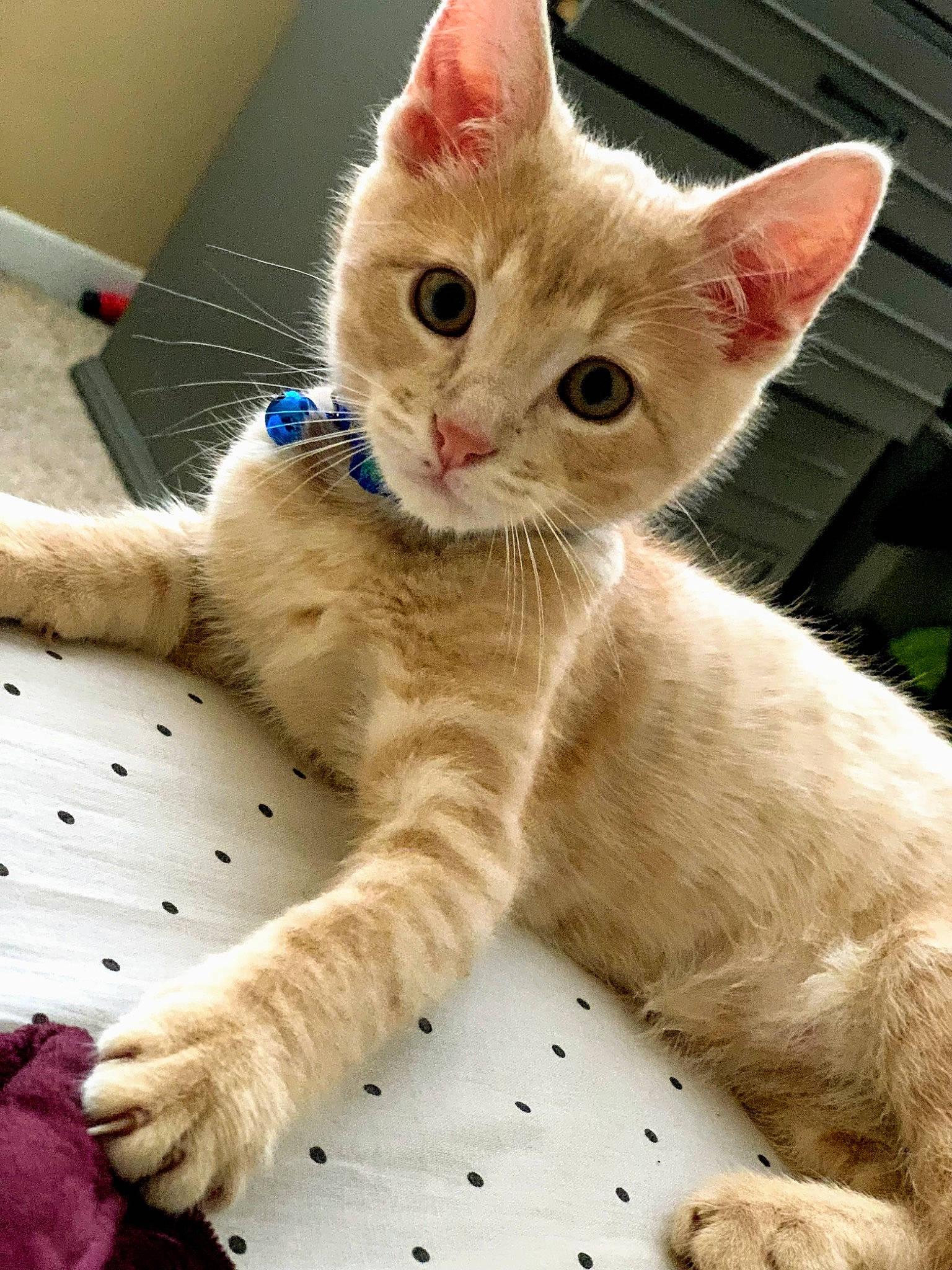 Fuego is registered to the contest to win money with this photo: carnivore, cat, cat_supply, claw, comfort, domestic_short_haired_cat, eye, fawn, felidae, foot, fur, paw, pet_supply, small_to_medium_sized_cats, snout, tail, terrestrial_animal, toe, whiskers