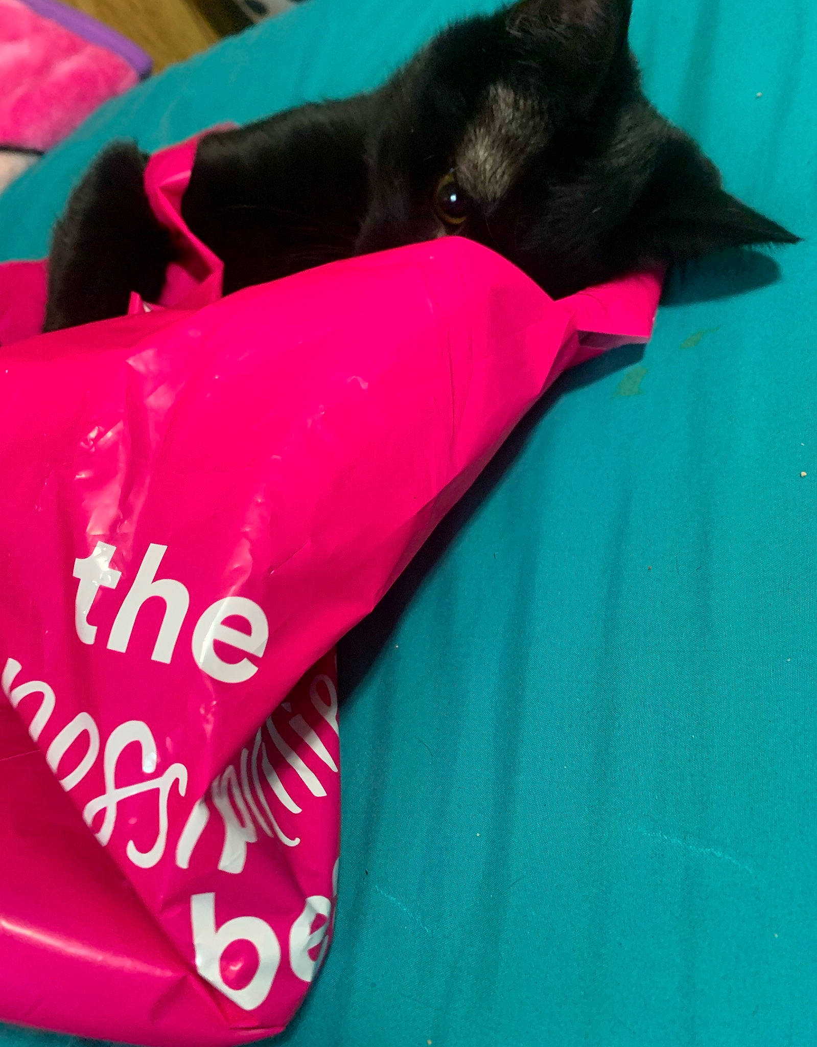 Binks joined the competition — help win amazing prizes! bicycle_saddle, carmine, carnivore, cat, comfort, companion_dog, dog_breed, fashion_accessory, felidae, font, linens, magenta, personal_protective_equipment, pink, sleeve, small_to_medium_sized_cats, sportswear, tail, tie, whiskers