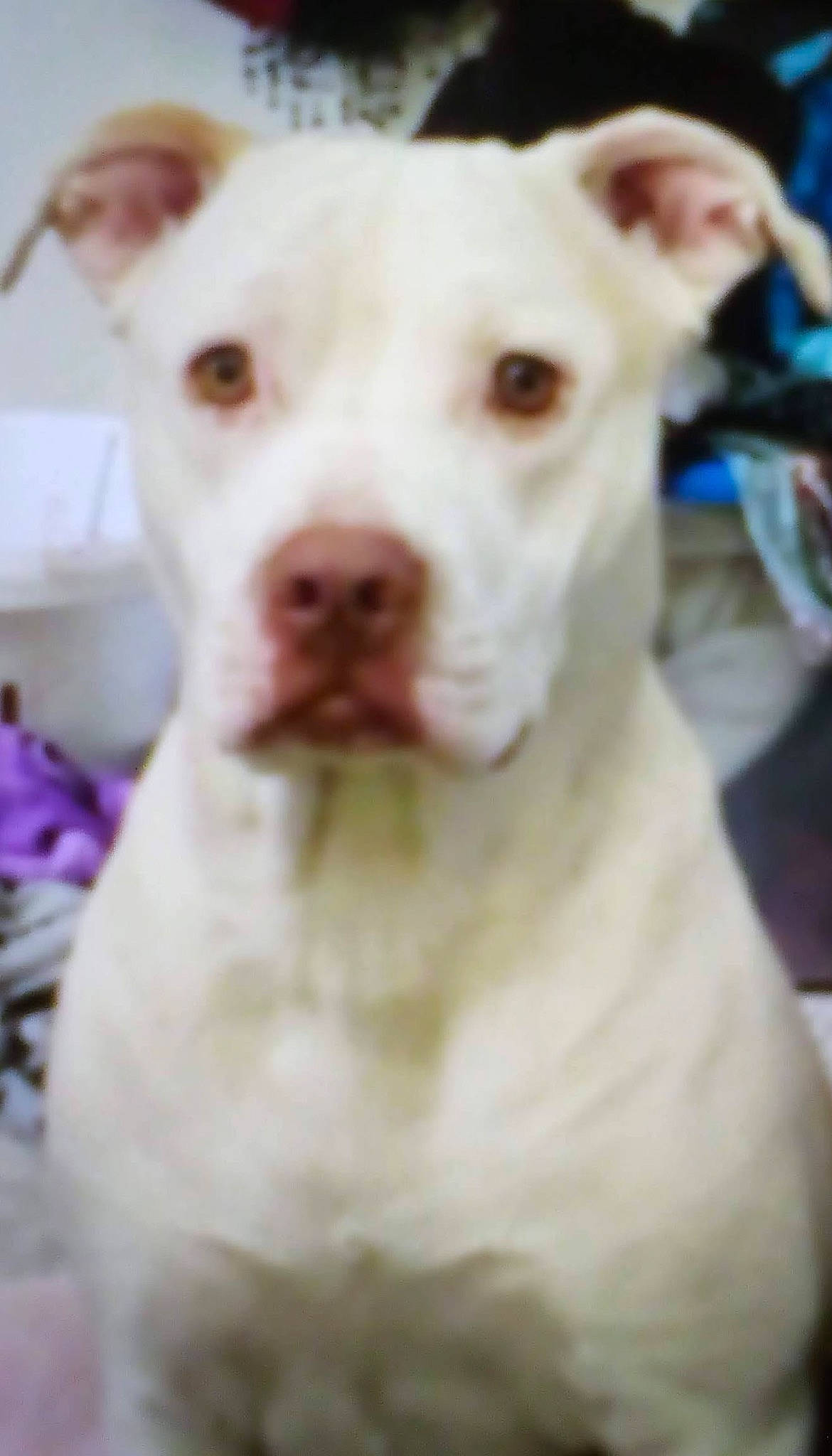 Athena is registered to the contest to win money with this photo: ancient_dog_breeds, canidae, carnivore, collar, companion_dog, cordoba_fighting_dog, dog, dog_breed, fawn, non_sporting_group, snout, sporting_group, terrestrial_animal, whiskers, working_animal