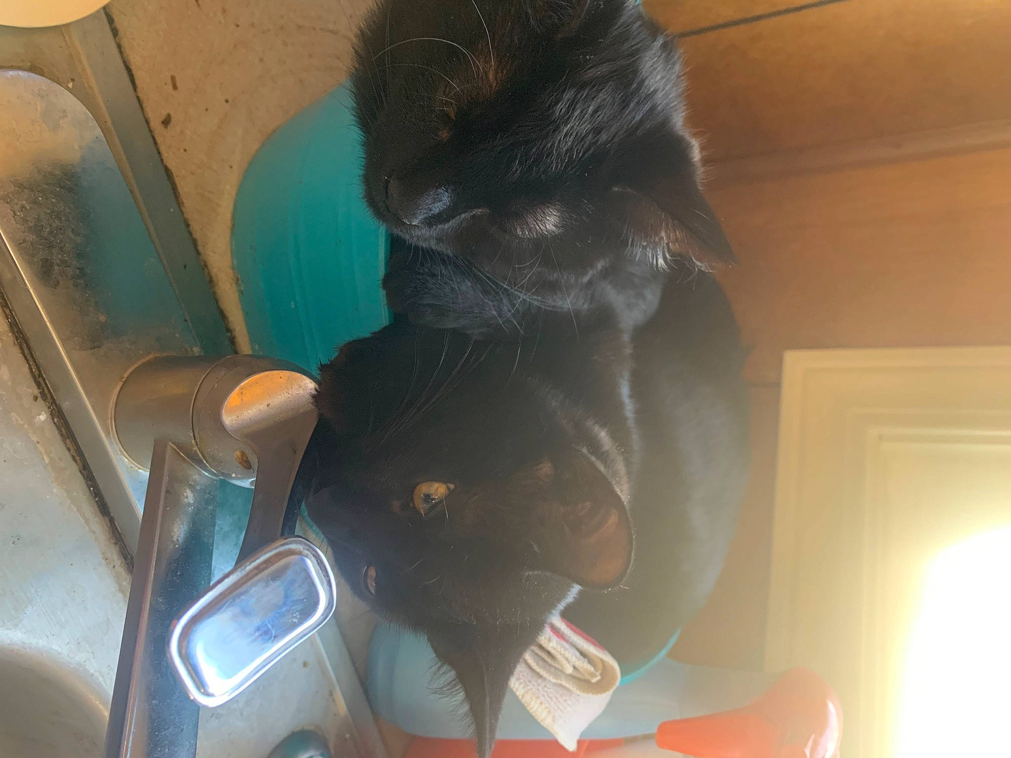 Salem is registered to the contest to win money with this photo: auto_part, automotive_design, automotive_exterior, automotive_mirror, car_seat, carnivore, chair, comfort, companion_dog, dog_breed, family_car, felidae, fur, motor_vehicle, personal_luxury_car, small_to_medium_sized_cats, tail, trunk, vehicle_door, whiskers