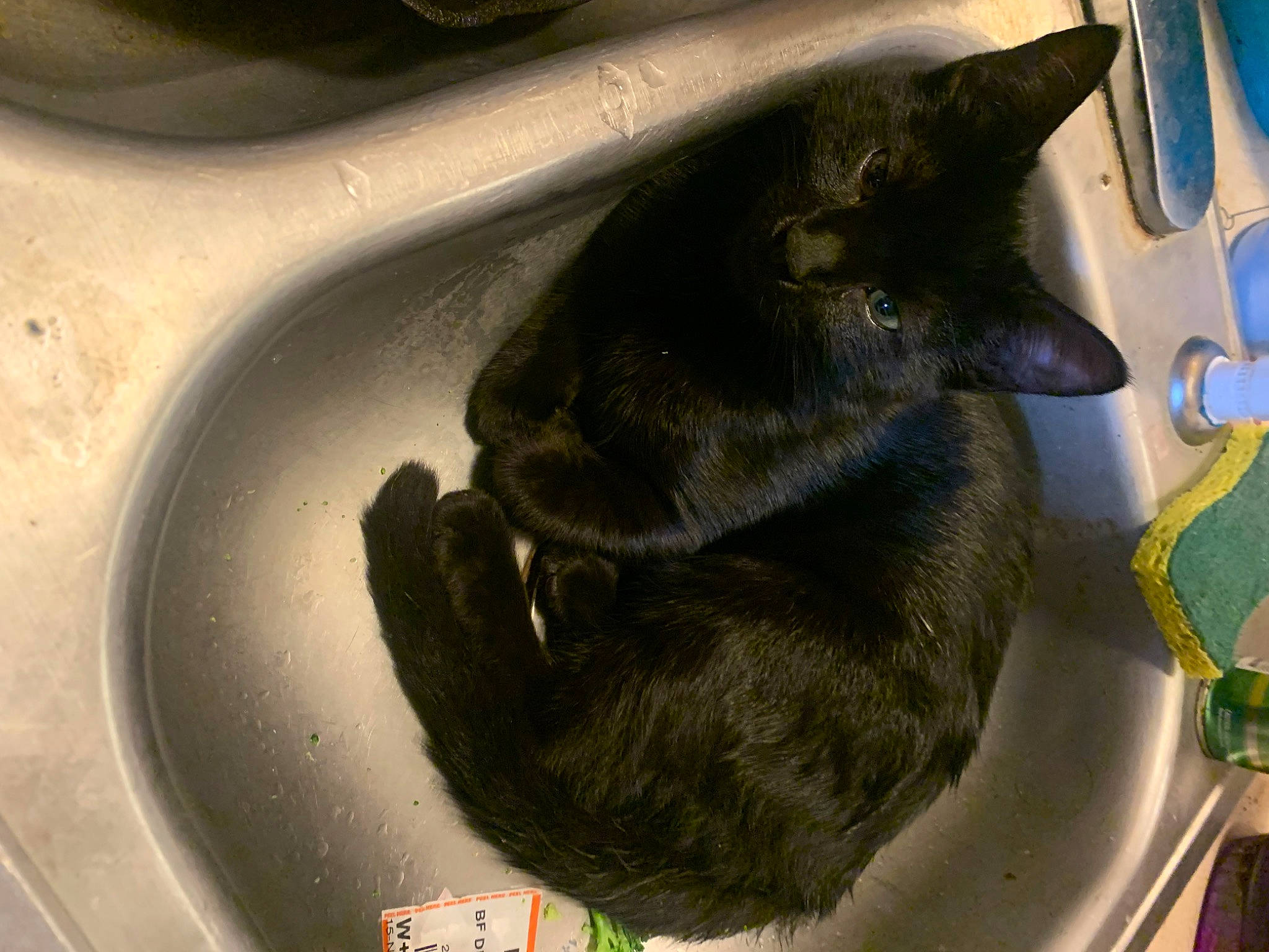 Salem joined the competition — help win amazing prizes! black_cat, bombay, canidae, carnivore, cat, cat_supply, comfort, dog_breed, domestic_short_haired_cat, ear, felidae, fur, pet_supply, plumbing, sink, small_to_medium_sized_cats, sporting_group, tail, terrestrial_animal, whiskers