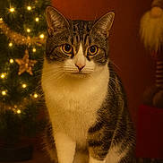 Gizmo joined the competition — help win amazing prizes! bokeh, cat, christmas_decor, christmas_tree, cozy, ears, eyes, fairy_lights, feline, festive, hardwood_floor, indoor, ornament, paws, pet, portrait, sitting, tabby_cat, warm_lighting, whiskers