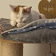 Sonny joined the competition — help win amazing prizes! blanket, cat, cat_tree, cozy, dangling_toy, fur, home_decor, indoor, nap, paws, pet, plush_bed, sisal_post, sleeping_cat, soft_texture, text_on_sign, thermostat, wall_art, white_and_orange_cat, wooden_heart_sign