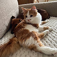 Ozzy is registered to the contest to win money with this photo: blanket, brown_dog, cat, close_up, companionship, couch, cozy, dog, furniture, furry, indoor, living_room, lying_down, orange_tabby, paws, pet, relaxing, tail, textile, whiskers