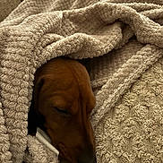 Ronnie joined the competition — help win amazing prizes! blanket, brown_coat, closeup, comfort, couch, cozy, curled, dachshund, dog, fur, home, indoor, muzzle, nap, pet, resting, sleeping_dog, snout, soft_texture, textile