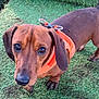 Ronnie is registered to the contest to win money with this photo: big_eyes, brown_coat, closeup, collar_rings, curious_expression, dachshund, dog, floppy_ears, grass, leash, muddy_paws, nose, orange_harness, outdoor, pet, portrait, short_legs, snout, tail, textured_grass