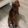 Ronnie is registered to the contest to win money with this photo: brown_coat, companion, curious, cute, dachshund, dog, ears, eyes, flooring, home, indoor, looking_back, paws, pet, portrait, shelf, short_legs, table, tail, wood_floor
