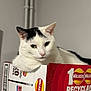 Jasper is registered to the contest to win money with this photo: black_and_white_cat, cardboard_box, cat, close_up, countertop, curious, ears, feline, green_eyes, indoors, nose, packaging, pet, pipes, portrait, relaxed, sitting, walkers_logo, wall, whiskers