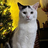 Jasper joined the competition — help win amazing prizes! black_marking, cat, christmas_tree, cozy, decoration, fairy_lights, festive, furniture, gnome, holiday, indoor, ornaments, paws, pet, portrait, sitting, table, wall_clock, whiskers, white_cat