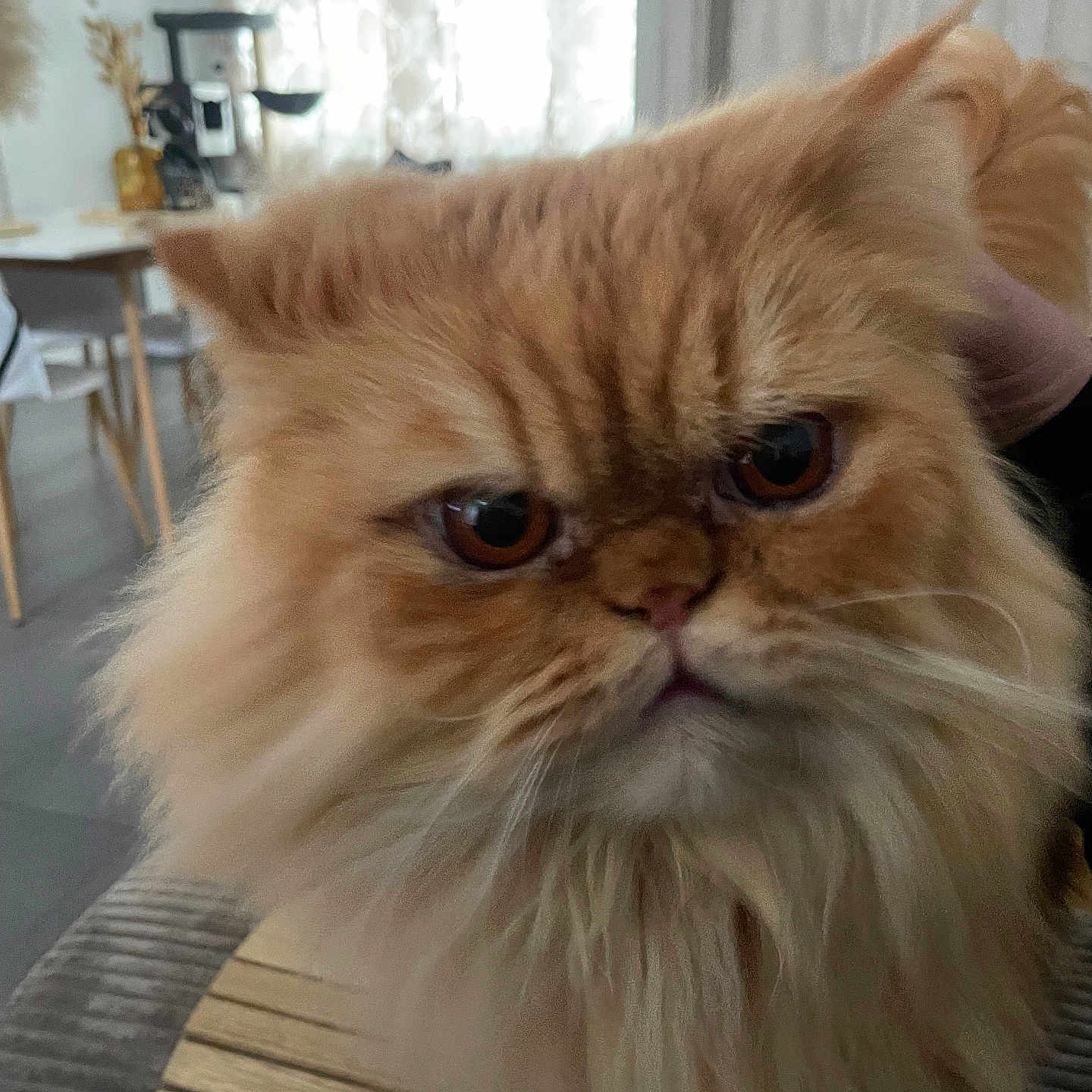 Kikoo a rejoint le concours — aidez-le/la à gagner de superbes lots ! cat, chair, close_up, curtains, cushion, domestic_animal, expression, face, fluffy, fur, furniture, home, indoor, mammal, orange_cat, persian_cat, pet, table, whiskers, window