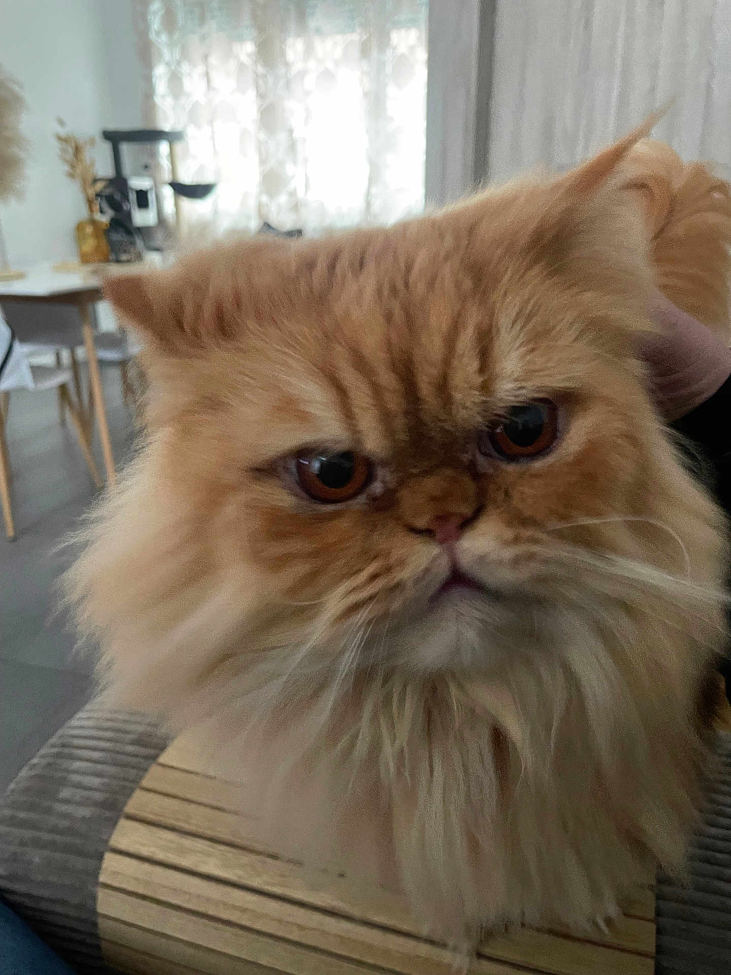 Kikoo a rejoint le concours — aidez-le/la à gagner de superbes lots ! cat, chair, close_up, curtains, cushion, domestic_animal, expression, face, fluffy, fur, furniture, home, indoor, mammal, orange_cat, persian_cat, pet, table, whiskers, window