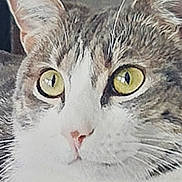 Noune participe au concours pour gagner de l'argent avec cette photo : alert, animal, cat, close_up, cute, domestic_cat, ears, face, feline, fur, indoor, looking, mammal, pet, pink_nose, portrait, tabby, whiskers, yellow_eyes