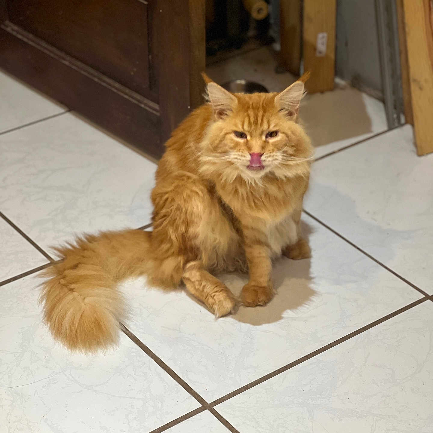 Tito a rejoint le concours — aidez-le/la à gagner de superbes lots ! animal, cat, cozy, cute, domestic_animal, ears, feline, fluffy, fur, home, indoor, mischievous, orange_cat, pet, sitting, tail, tiled_floor, tongue_out, whiskers, wooden_door