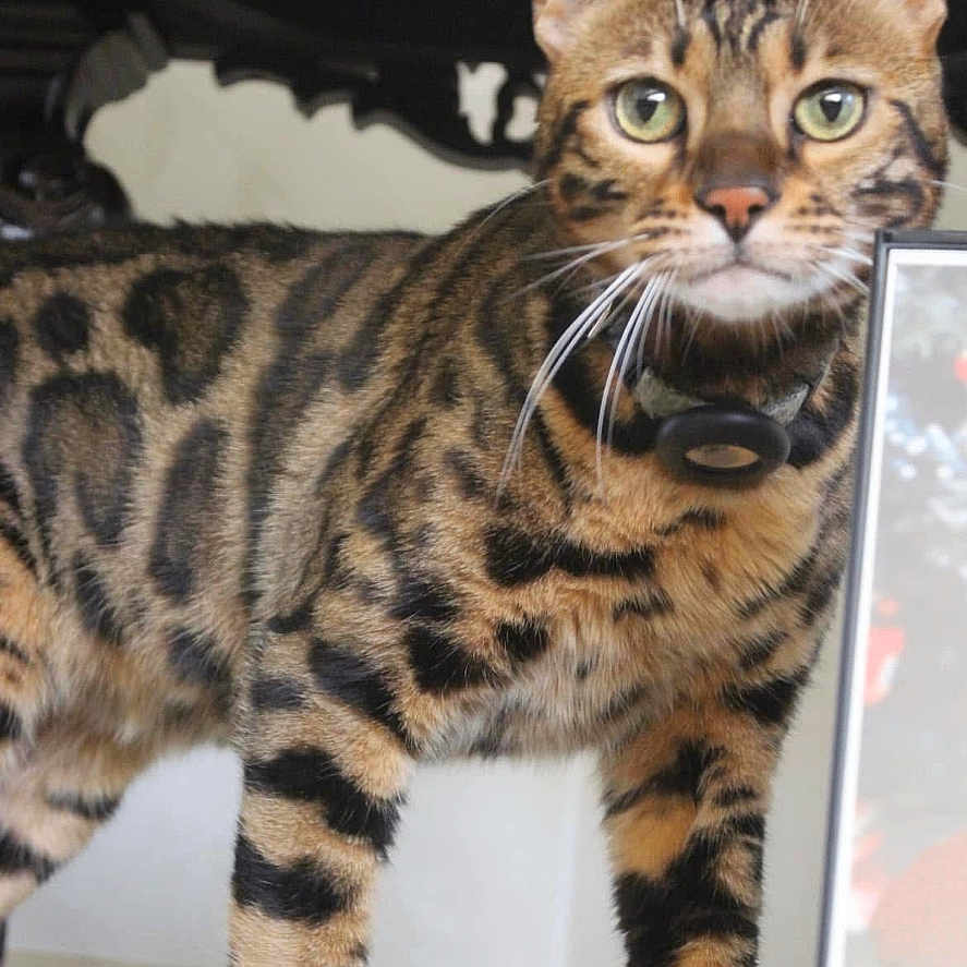 Hey Man is registered to the contest to win money with this photo: bengal_cat, cat, indoor, animal, pet, feline, striped, spotted, fur, whiskers, alert, green_eyes, collar, standing, carpet, domestic_cat, mammal, closeup, portrait, curious