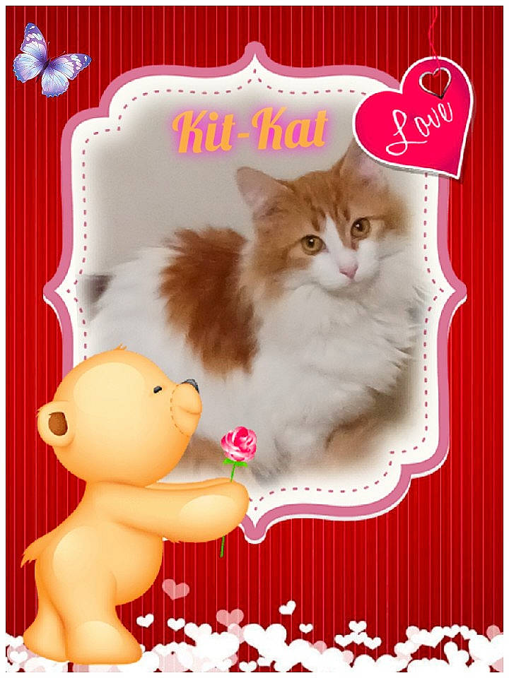 Kit Kat is registered to the contest to win money with this photo: animal_figure, art, carnivore, cat, cat_supply, facial_expression, fawn, felidae, font, fur, greeting, happy, mammal, pet_supply, pink, rectangle, small_to_medium_sized_cats, tail, vertebrate, whiskers