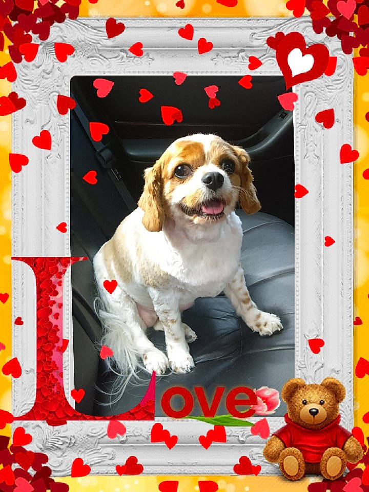 Cheyenne is registered to the contest to win money with this photo: art, canidae, carnivore, collar, companion_dog, dog, dog_breed, event, font, gun_dog, pattern, rectangle, sporting_group, teddy_bear, toy, working_animal