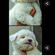 Akira a rejoint le concours — aidez-le/la à gagner de superbes lots ! adorable, animal, background, close_up, content, cute, dog, domestic_animal, fluffy, fur, hand, holding, nose, pet, portrait, puppy, sleepy, small, white_fur, young