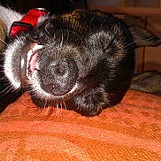 Lili a rejoint le concours — aidez-le/la à gagner de superbes lots !