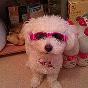 Chipie participe au concours pour gagner de l'argent avec cette photo :