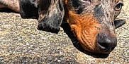 Dash joined the competition — help win amazing prizes! animal, black, brown, close_up, cute, dachshund, dog, ears, fur, lying_down, nose, outdoor, pet, portrait, puppy, resting, shadow, sleepy, sunlight, texture