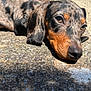 animal, black, brown, close_up, cute, dachshund, dog, ears, fur, lying_down, nose, outdoor, pet, portrait, puppy, resting, shadow, sleepy, sunlight, texture