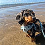 Dash is registered to the contest to win money with this photo: animal, beach, canine, closeup, cute, dachshund, daytime, dog, happy, harness, leash, nature, outdoor, pet, puppy, sand, sky, small_dog, sunny, water