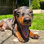 Dash joined the competition — help win amazing prizes! animal, canine, closeup, dachshund, dog, grass, happy, nature, nose, outdoor, paw, pet, playful, puppy, resting, stone, summer, sunlight, tongue, yawning