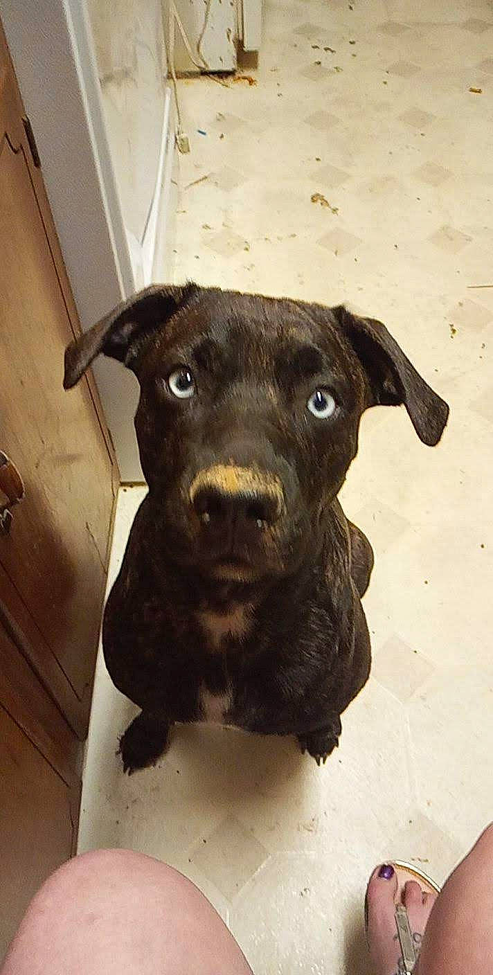 Kilo Marie is registered to the contest to win money with this photo: brown, canidae, carnivore, companion_dog, dog, dog_breed, door_handle, handle, iris, pet_supply, skin, snout, sporting_group, whiskers, wood_stain, working_animal, working_dog