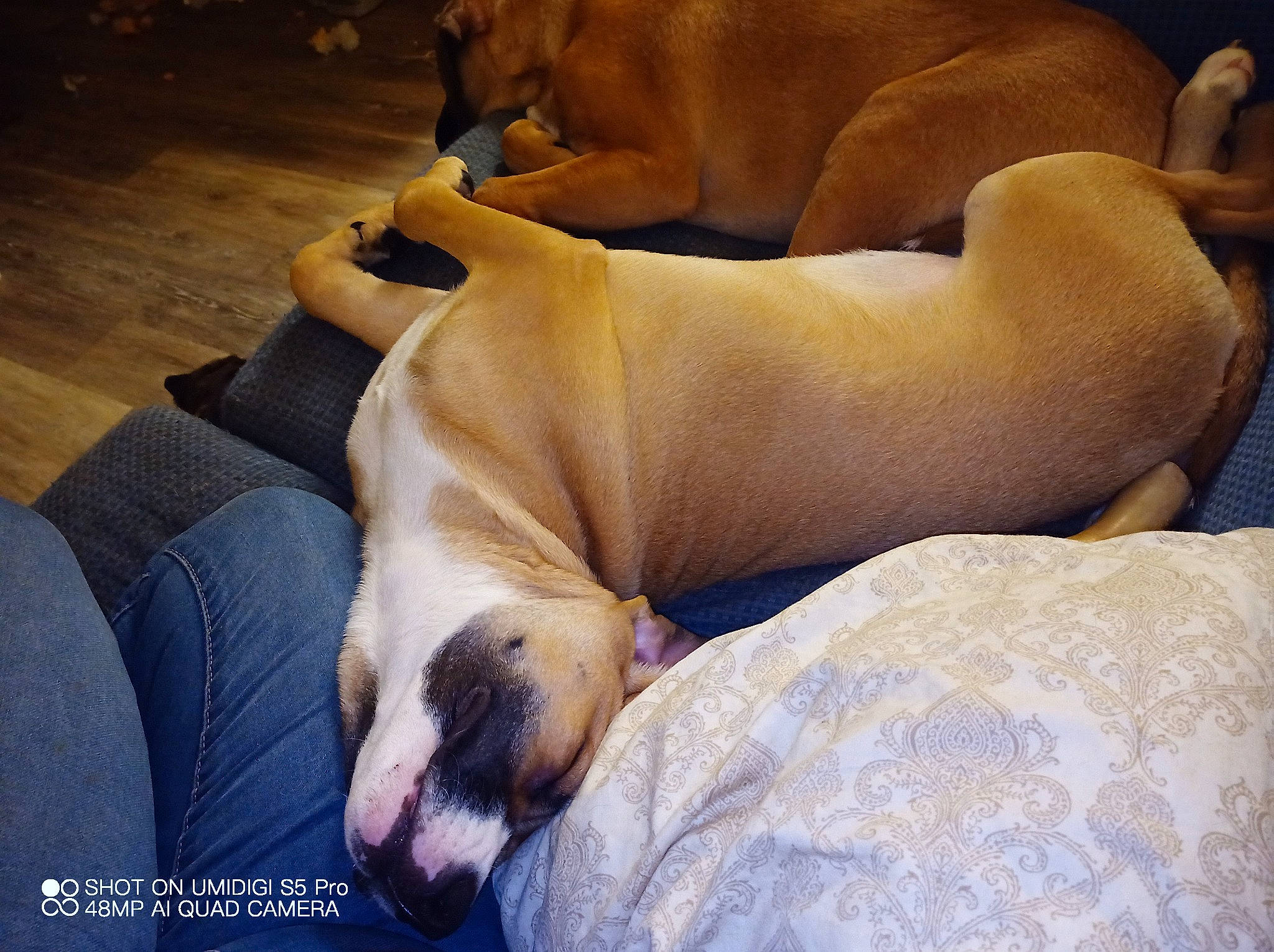 Tinkerbell is registered to the contest to win money with this photo: carnivore, claw, comfort, companion_dog, dog, dog_breed, fawn, fur, mammal, nap, non_sporting_group, paw, sleep, snout, sporting_group, terrestrial_animal, whiskers, wildlife