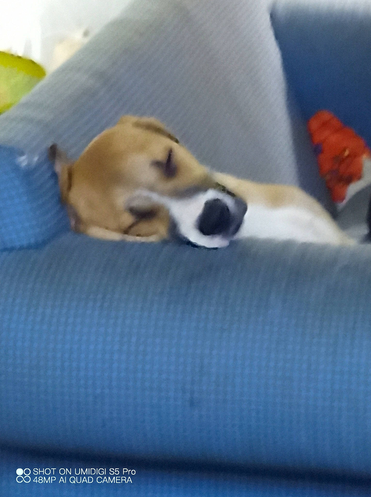 Tinkerbell joined the competition — help win amazing prizes! canidae, carnivore, comfort, companion_dog, dog, dog_breed, dog_supply, fawn, linens, nap, non_sporting_group, paw, snout, sporting_group, terrestrial_animal, watch, working_animal