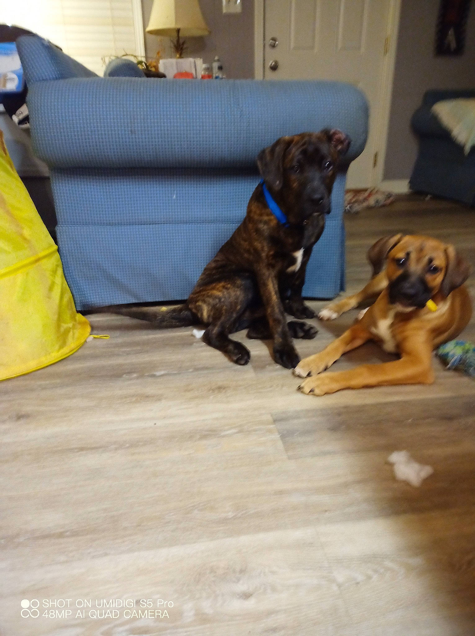 Monkey joined the competition — help win amazing prizes! brown, carnivore, companion_dog, couch, dog, dog_breed, fawn, floor, flooring, hardwood, home, interior_design, liver, living_room, pillow, room, sporting_group, studio_couch, throw_pillow, wood_flooring