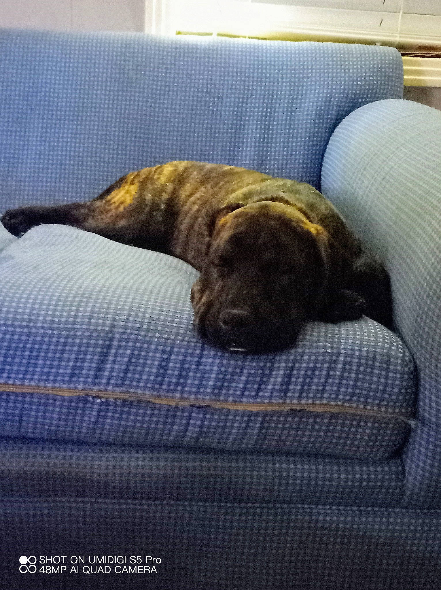 Monkey is registered to the contest to win money with this photo: canidae, carnivore, comfort, companion_dog, couch, dog, dog_breed, fawn, liver, marine_mammal, nap, seal, sleep, snout, sporting_group, tail, terrestrial_animal, whiskers, working_animal, working_dog