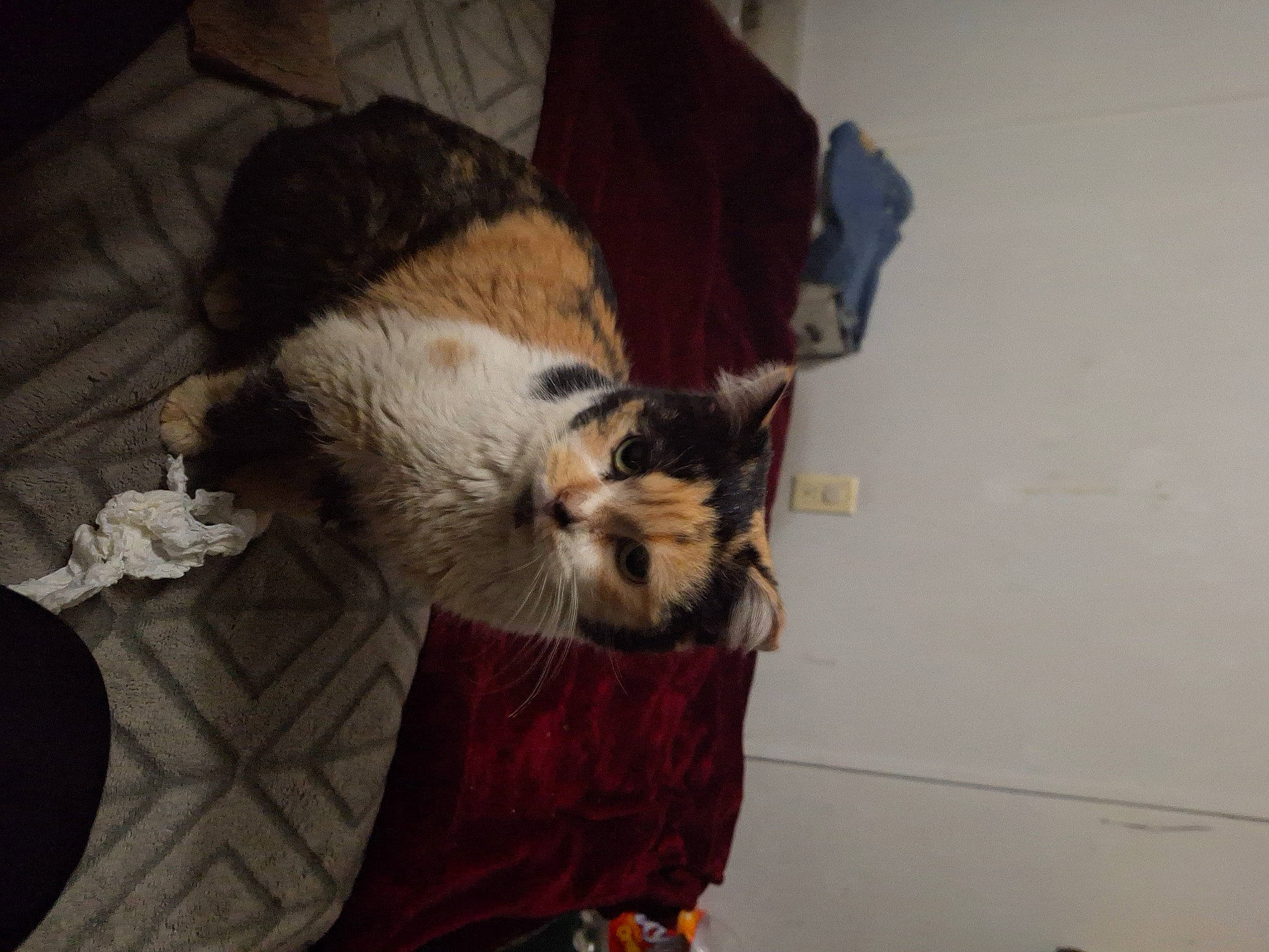 Cali Berry is registered to the contest to win money with this photo: canidae, carnivore, cat, claw, comfort, companion_dog, dog_breed, domestic_short_haired_cat, fawn, felidae, flooring, fur, hardwood, paw, small_to_medium_sized_cats, sporting_group, tail, terrestrial_animal, whiskers, wood