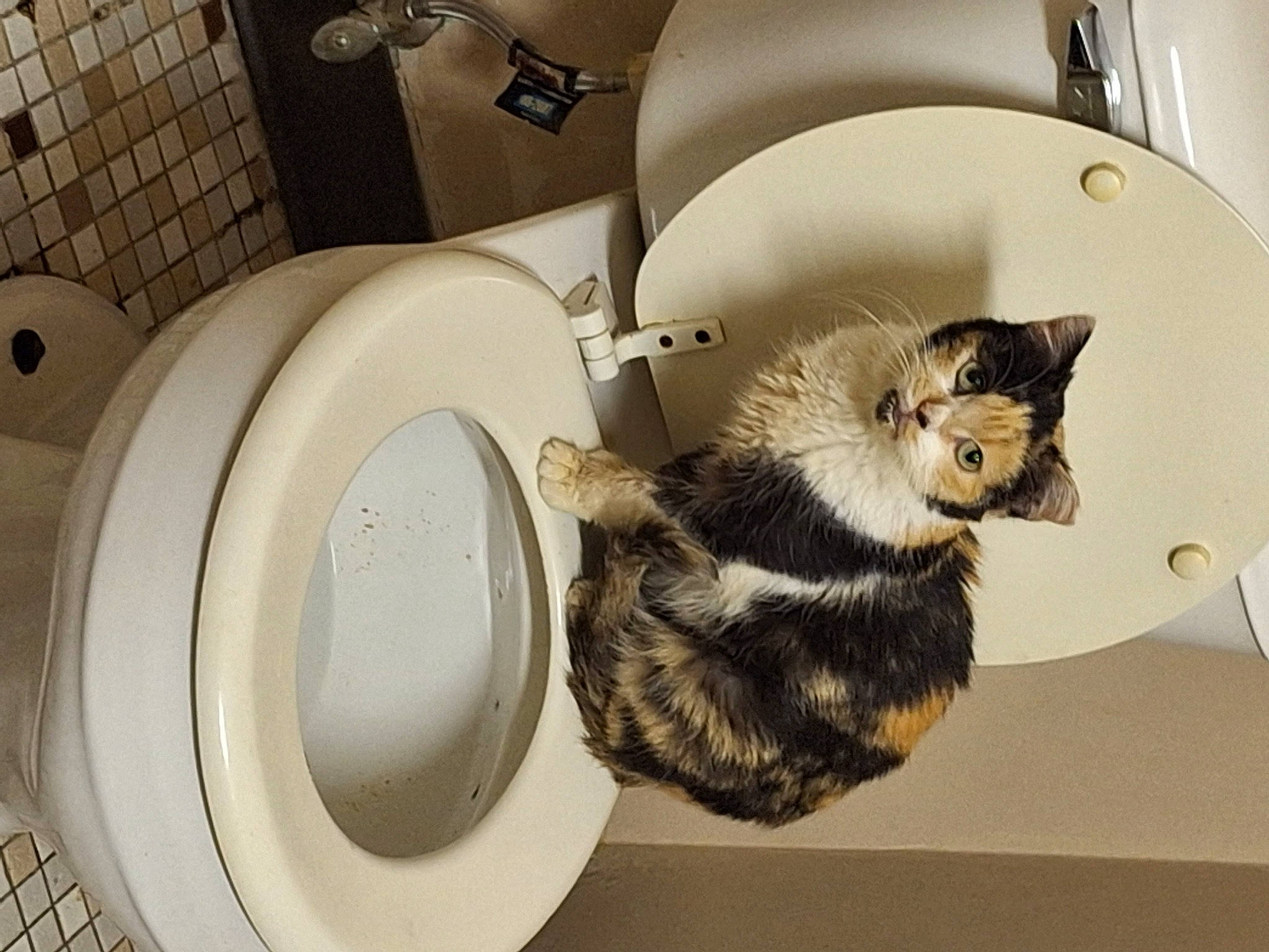 Cali Berry is registered to the contest to win money with this photo: bathroom, carnivore, cat, ceramic, comfort, domestic_short_haired_cat, felidae, flooring, household_supply, pet_supply, plumbing, plumbing_fixture, room, serveware, small_to_medium_sized_cats, tail, toilet, toilet_seat, whiskers, wood