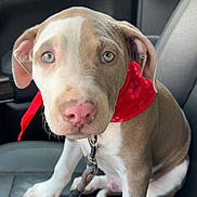 Loki is registered to the contest to win money with this photo: puppy, dog, car_seat, red_bandana, leash, pet, animal, close_up, indoor, cute, young_dog, brown_and_white, canine, looking_at_camera, companion, pet_accessory, seat, resting, domestic_animal, adorable