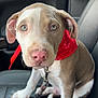 puppy, dog, car_seat, red_bandana, leash, pet, animal, close_up, indoor, cute, young_dog, brown_and_white, canine, looking_at_camera, companion, pet_accessory, seat, resting, domestic_animal, adorable