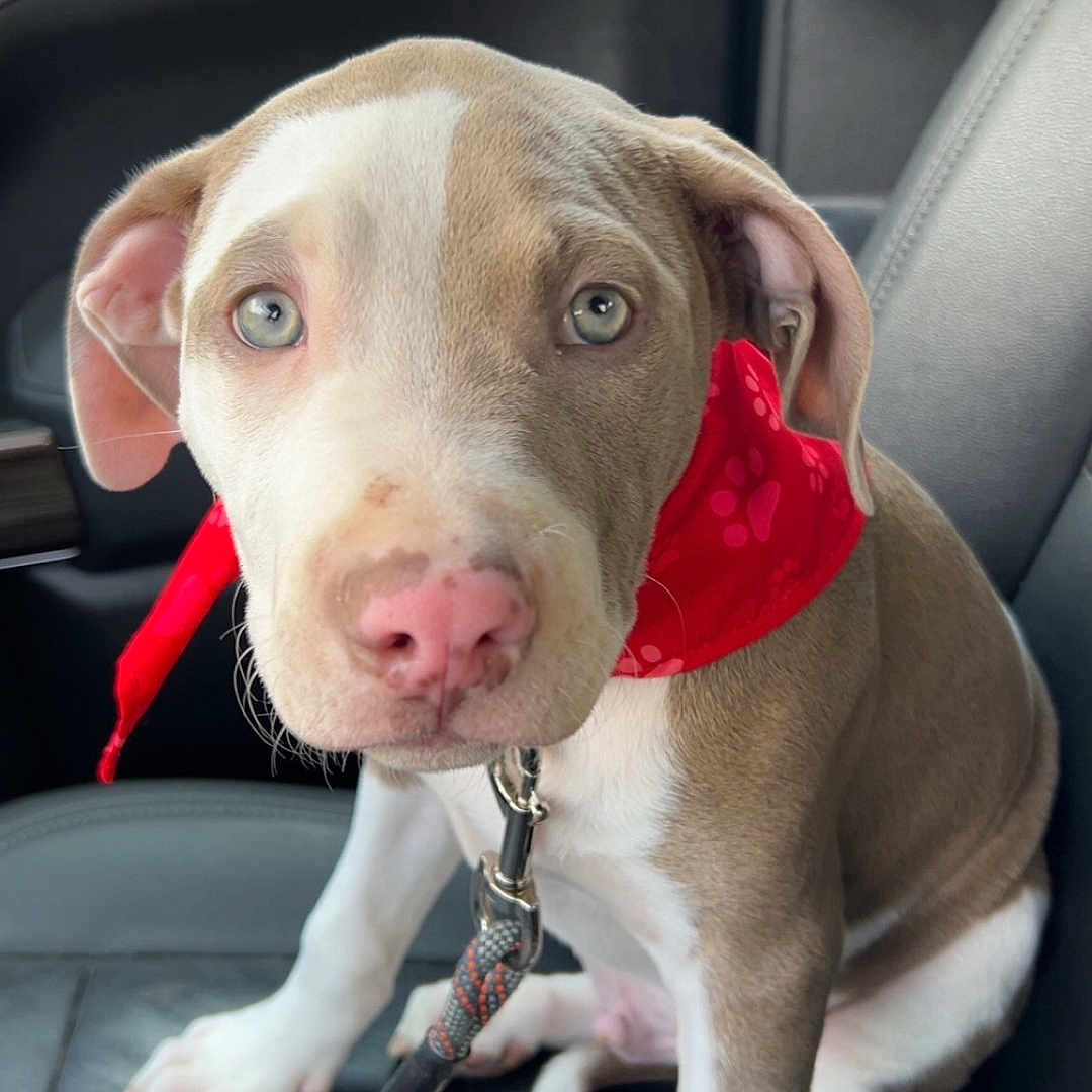 Loki is registered to the contest to win money with this photo: adorable, animal, brown_and_white, canine, car_seat, close_up, companion, cute, dog, domestic_animal, indoor, leash, looking_at_camera, pet, pet_accessory, puppy, red_bandana, resting, seat, young_dog