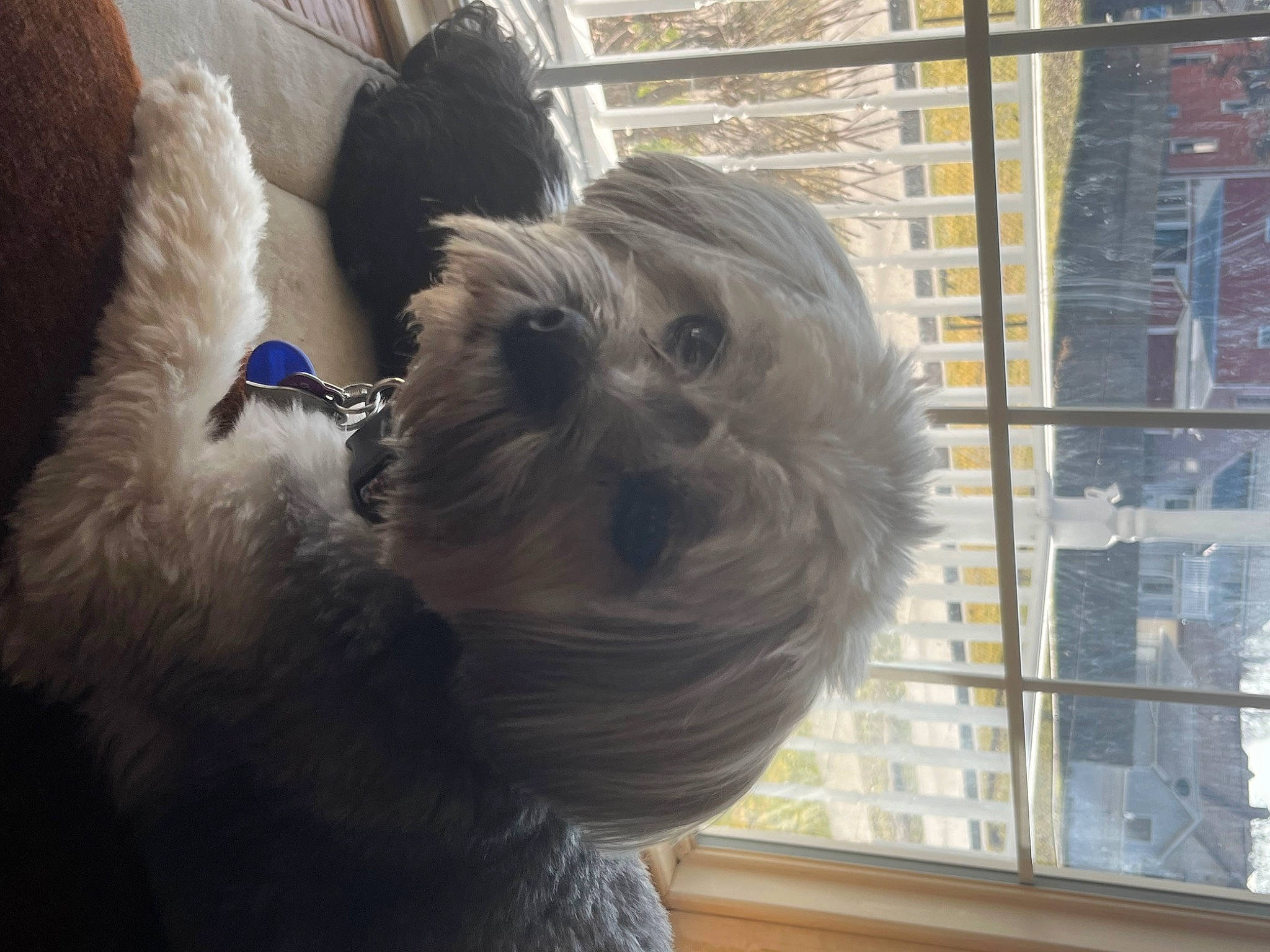 Bella joined the competition — help win amazing prizes! canidae, carnivore, collar, companion_dog, dog, dog_breed, dog_collar, fawn, fur, liver, pet_supply, shih_tzu, small_terrier, sporting_group, tail, terrier, toy_dog, whiskers, window, working_animal