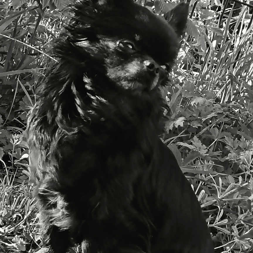 Ruby participe au concours pour gagner de l'argent avec cette photo : dog, black_dog, outdoor, grass, plants, fence, pet, animal, sitting, fur, nature, monochrome, black_and_white, canine, quiet, calm, portrait, side_view, leafy, sunlight