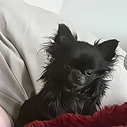 Ruby a rejoint le concours — aidez-le/la à gagner de superbes lots ! dog, black_dog, fluffy, pet, indoor, blanket, cushion, cozy, cute, small_dog, fur, animal, companion, relaxed, home, portrait, looking, face, ears, friendly