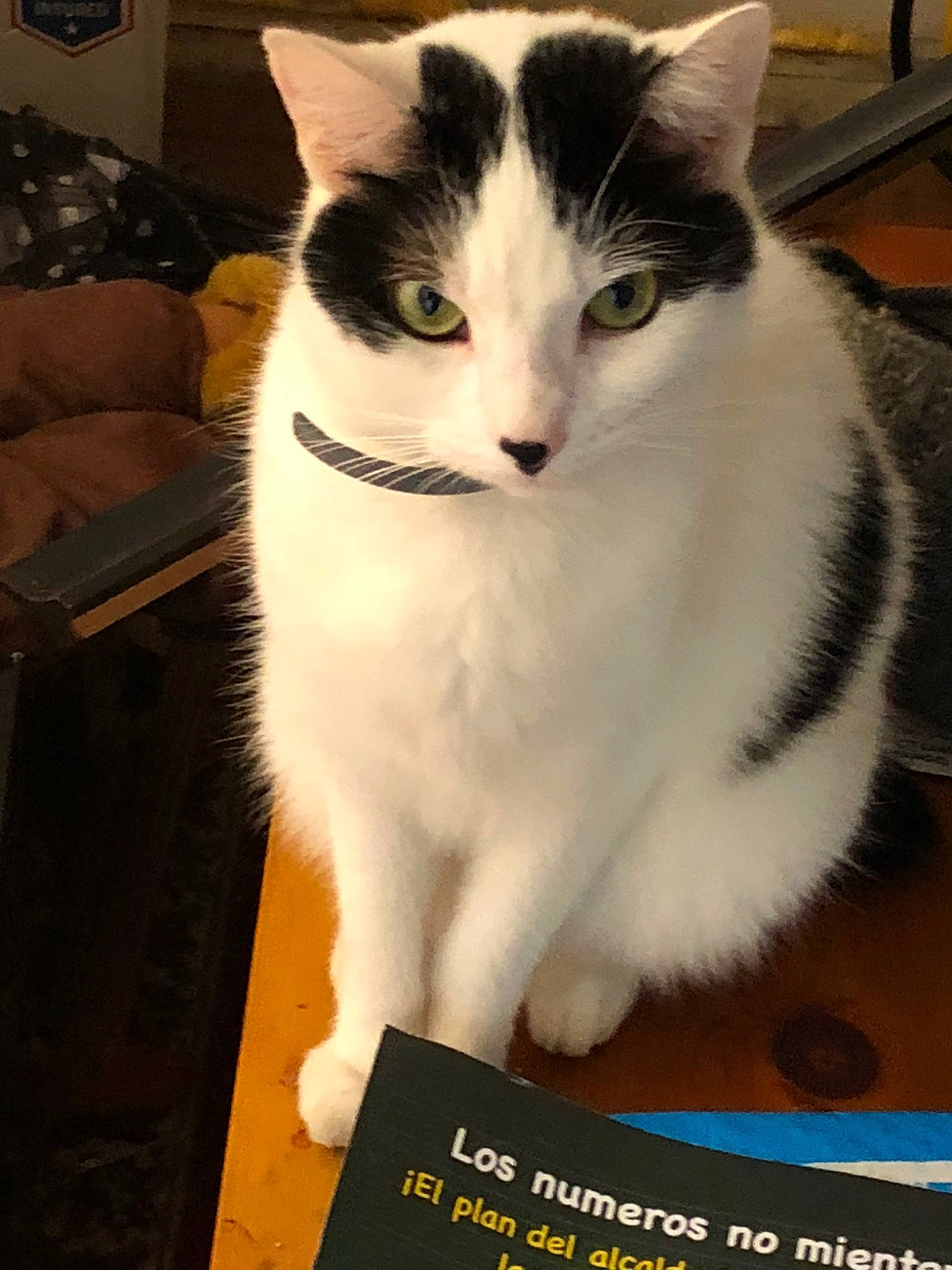 Carley joined the competition — help win amazing prizes! aegean_cat, carnivore, cat, domestic_short_haired_cat, felidae, japanese_bobtail, mammal, photo_caption, small_to_medium_sized_cats, tail, whiskers