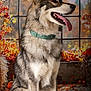 Vasco a rejoint le concours — aidez-le/la à gagner de superbes lots ! dog, husky, pet, animal, portrait, autumn, fall_leaves, pumpkin, indoor, window, collar, tongue_out, sitting, furry, cute, happy, seasonal, decoration, nature, smiling