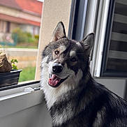 Vasco participe au concours pour gagner de l'argent avec cette photo : dog, canine, pet, window, indoor, happy, smiling, fur, animal, open_window, natural_light, blurred_background, tongue_out, ears, face, portrait, sitting, houseplant, home, cozy
