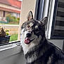 dog, canine, pet, window, indoor, happy, smiling, fur, animal, open_window, natural_light, blurred_background, tongue_out, ears, face, portrait, sitting, houseplant, home, cozy